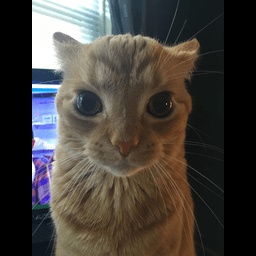 UntitledHTLSchueler-LethalDoseOfTheFunny icon