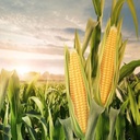 Vexil-The_Midwesterners_Modpack icon