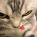 Vollek-MeowGang_ModPack icon