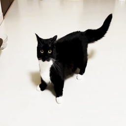 WacumTeam-DatPack icon