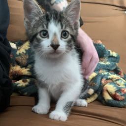 WoollyTex-chaosmusic icon