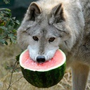 Wulf-Wulfs_Personal_Modpack icon