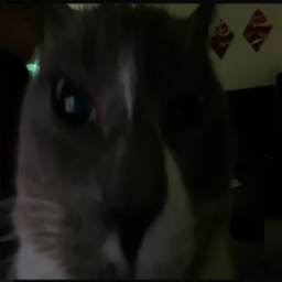 Xeno69-gooningtime69 icon