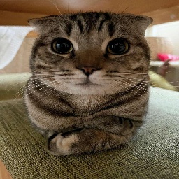 XenoMods-Random_Funny_TV icon