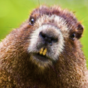 Xervia-BobrPack icon