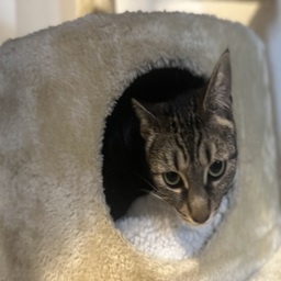 Xyleno-LunasModpack icon