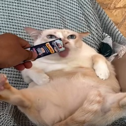 Yakooo-Chud_Gooners icon