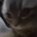 YayItsThunder-ChipichipiTruck icon