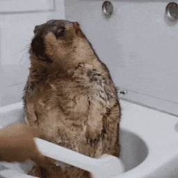 Yec1-YeciCompany icon