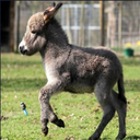 Yoast-Yoasty_Mods icon