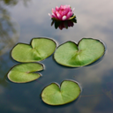 Yogo1-ThePondCosmeticsPack icon