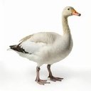 Yrlou-GoosePlush icon