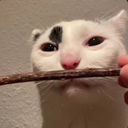 ZAZA_NATION-LethalZaza icon