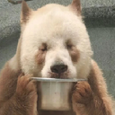 ZEEN-Big_Panda_Modpack icon