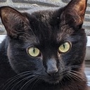 ZacharyKaczor-ZacharyPack icon