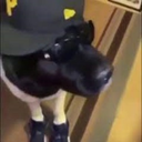 Zackkkk-DumbMemeVideos icon