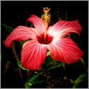 ZeroTails-FittingPaintings icon