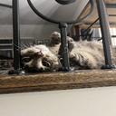 ZomZom-DeadCompany icon