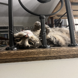 ZomZom-DeadCompany icon