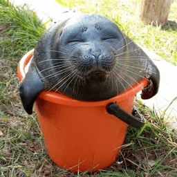 Zylincord-Seal_In_A_Modpack icon