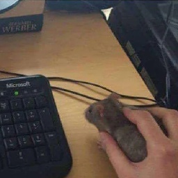 amrgames00-Free_Mouse_Camera icon