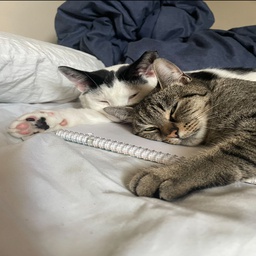 angel10123-angel0123 icon