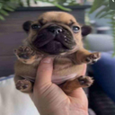 antibeef-SoCool icon