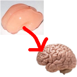 arubius-WrinklerPatcher icon