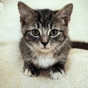 ashfoot-meowmeow icon