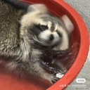 auegh-Modpack4ChonkyCoon icon