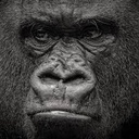 bananas414-GooberCompany icon