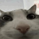 bearda-Bear_Pack icon