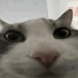 bearda-Bear_Pack icon