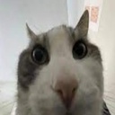 binglebanglezinglezangle-ShitpostTV icon