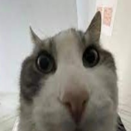 binglebanglezinglezangle-ShitpostTV icon