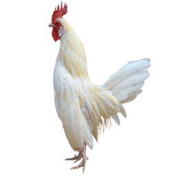 blackhood-Touch_Grass icon