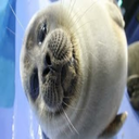 boattt-Tevepacketserru icon