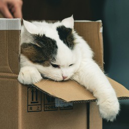 bogmon-SSS_Friends icon