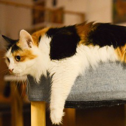 bogmon-Spoopers_Only icon