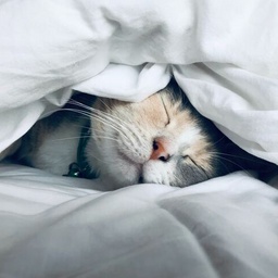 bogmon-bogmon_mod_pack icon