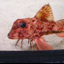 breakfastman-fordahomies icon