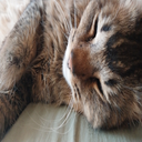 bybp-KirbyTheCatSuit icon