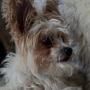 caden3ds-Tucker icon