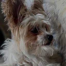 caden3ds-Tucker icon