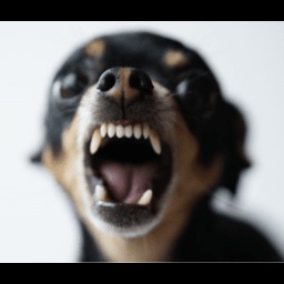 capytest-capytest icon