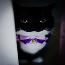 caveman-Caveman_Modpack icon