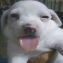 chipisewds-silly_modpack icon