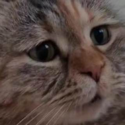 clrziem-clrziem icon