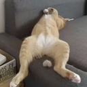 copperMinded-copper_minded icon