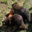 damecube-damecube icon